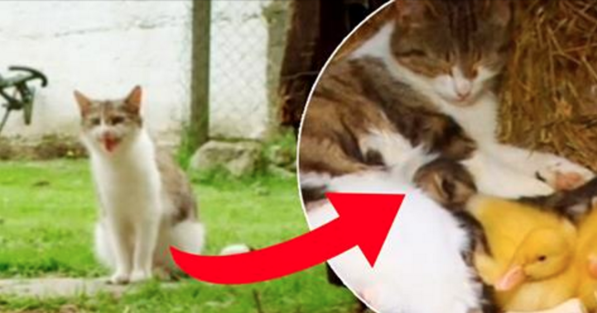 These Farmers Are Horrified When They Fear Their Ducklings Have Been