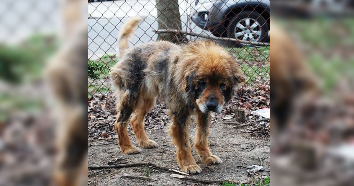 Animal lover rescues a dog named Bagel and his friends from misery