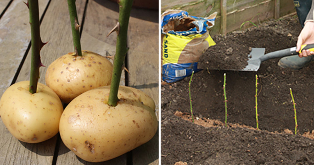 Hur Odlar Man Potatis Hur Odlar Man Potatis