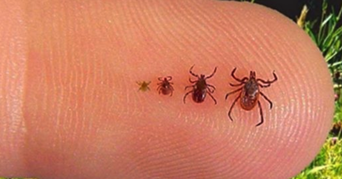 ¿Quieres evitar las picaduras de garrapata? Aquí tienes un truco fácil