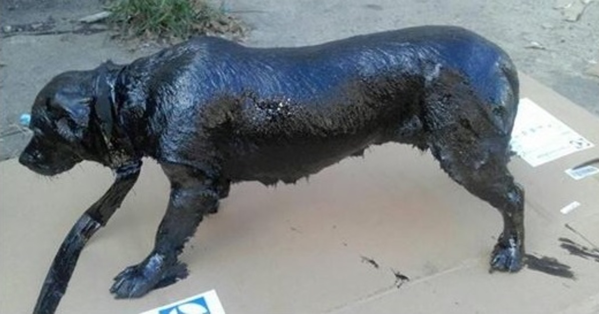 Dog was completely covered in tar — now his transformation is stunning